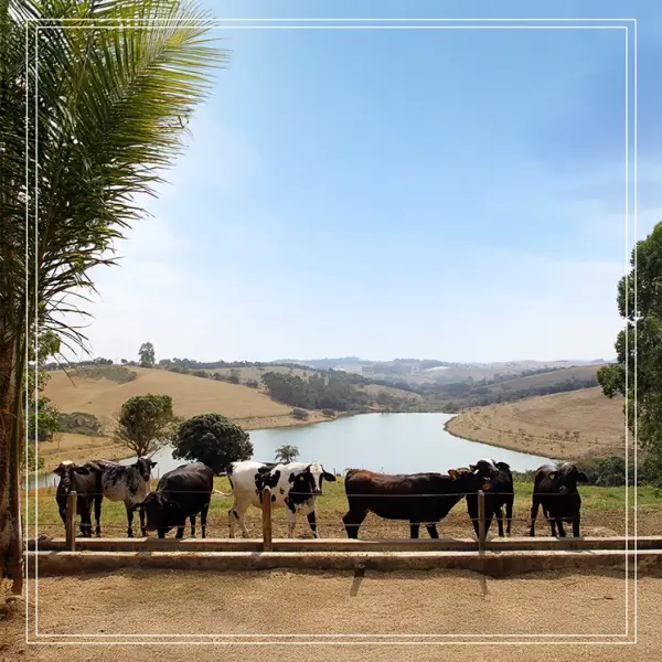 2025_Quinta_da_Estiva_Imagens_Site_Capa_Mantiqueira_1080x1080px_01